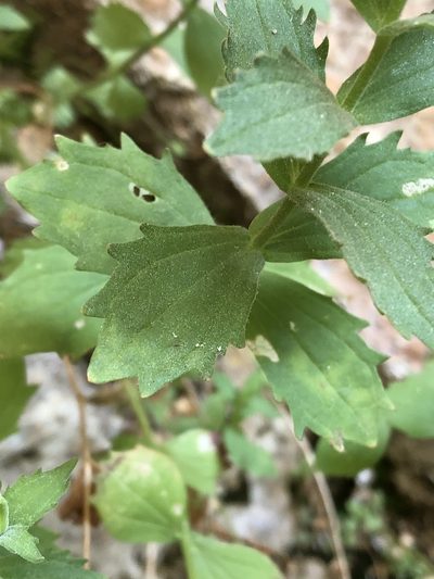 Erythranthe eastwoodiae, photographed by Jared Shorma