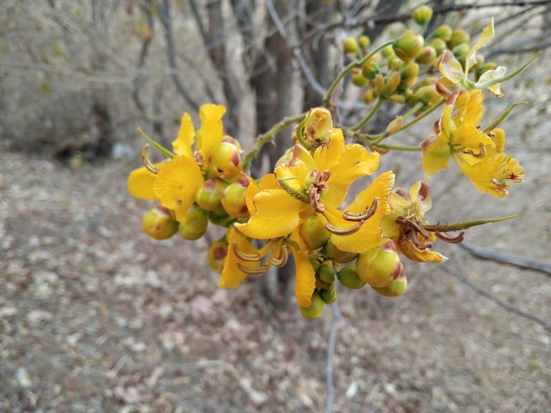 Senna singueana, photographed by Jonathan Whitaker