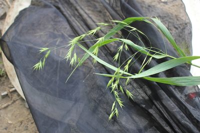 Bromus latiglumis, photographed by Quinten Wiegersma