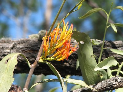 Dendrophthoe glabrescens, photographed by Tony Eales