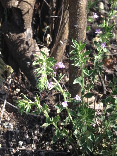 Hedeoma plicata, photographed by Oscar C. González Martínez