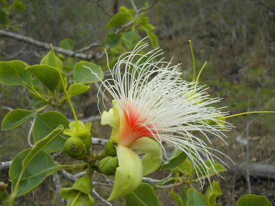 Planchonia careya, photographed by Tony Eales