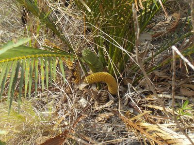 Macrozamia macleayi, photographed by Tony Eales
