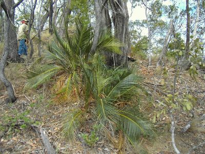 Macrozamia macleayi, photographed by Tony Eales