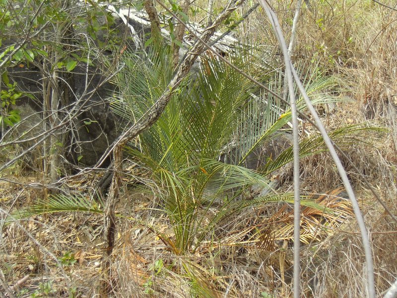 Macrozamia macleayi, photographed by Tony Eales