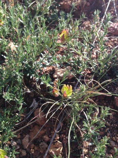 Krameria pauciflora, photographed by Oscar C. González Martínez