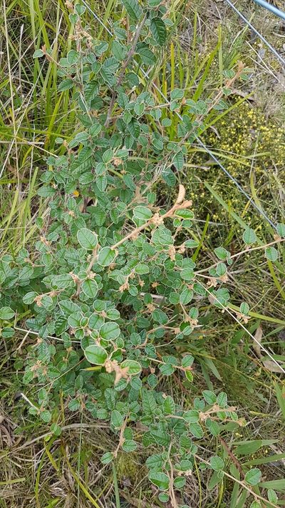 Pomaderris paniculosa, photographed by Peter Crowcroft