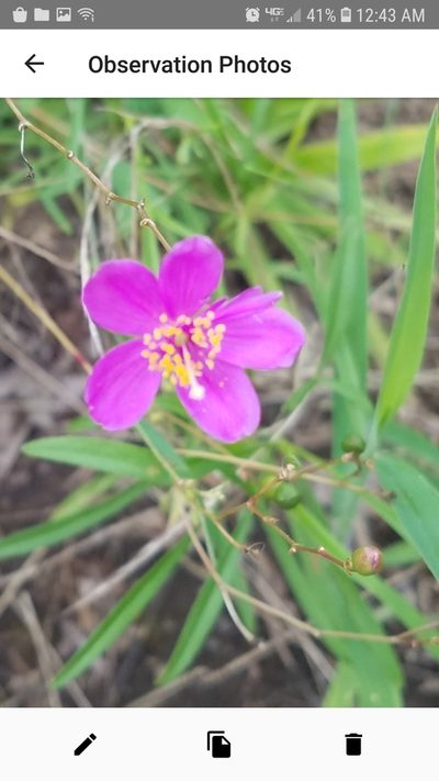 Phemeranthus mengesii, photographed by Leigha S