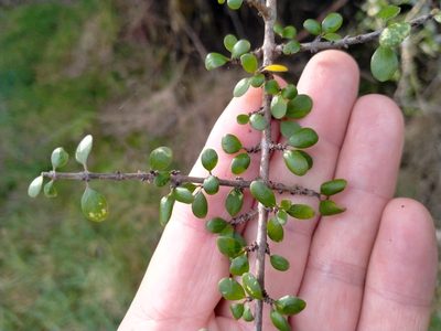 Coprosma wallii, photographed by John Barkla