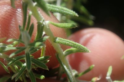Helichrysum reflexum, photographed by Jimmy Whatmore