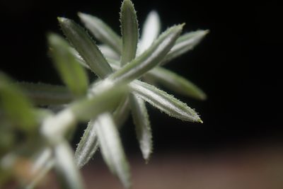 Helichrysum reflexum, photographed by Jimmy Whatmore