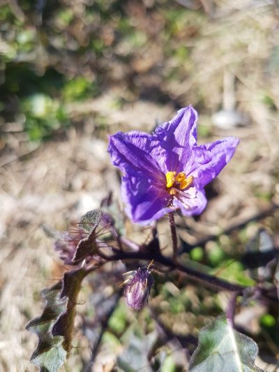 Solanum pungetium, photographed by Vale Jenny Conolly