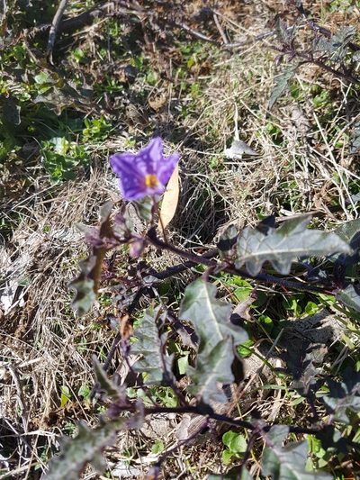 Solanum pungetium, photographed by Vale Jenny Conolly