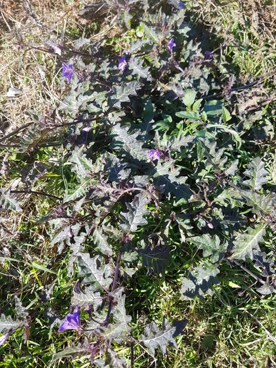 Solanum pungetium, photographed by Vale Jenny Conolly