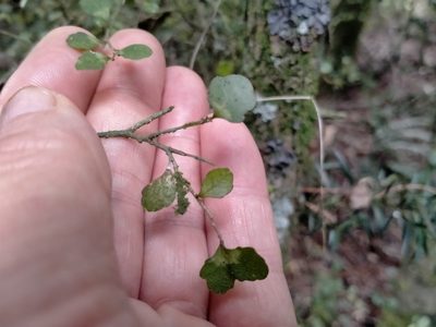 Melicytus micranthus, photographed by John Barkla