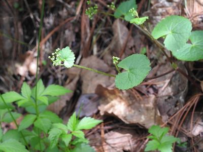 Micropleura renifolia, photographed by Neptalí Ramírez Marcial