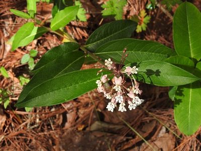 Asclepias pellucida, photographed by Neptalí Ramírez Marcial
