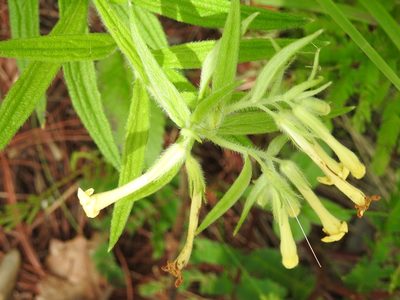 Lithospermum guatemalense, photographed by Neptalí Ramírez Marcial