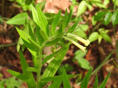 Lithospermum guatemalense, photographed by Neptalí Ramírez Marcial