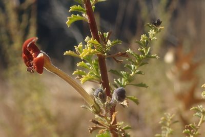 Jamesbrittenia burkeana, photographed by Jimmy Whatmore