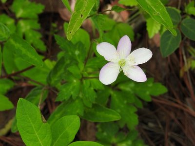 Knowltonia mexicana, photographed by Neptalí Ramírez Marcial