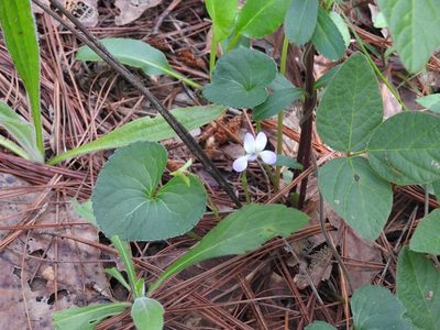 Viola hookeriana, photographed by Neptalí Ramírez Marcial
