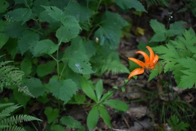 Lilium distichum, photographed by Repina Tatyana