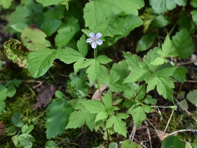 Geranium wilfordii, photographed by Repina Tatyana