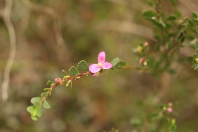 Boronia crenulata, photographed by Em Lamond