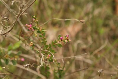 Boronia crenulata, photographed by Em Lamond