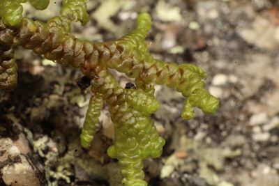 Frullania falciloba, photographed by Em Lamond