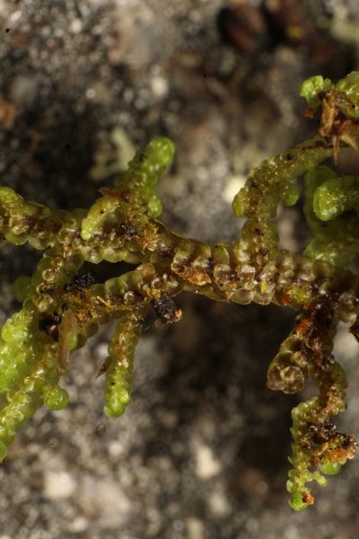 Frullania falciloba, photographed by Em Lamond