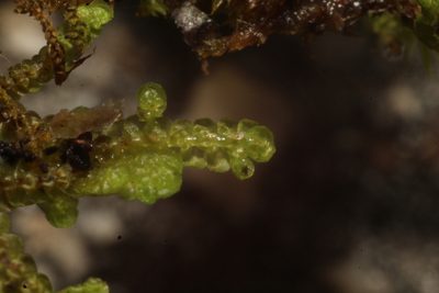 Frullania falciloba, photographed by Em Lamond