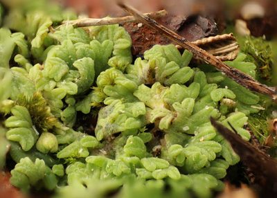 Riccia subbifurca, photographed by Em Lamond