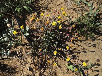 Othonna perfoliata, photographed by James Deacon
