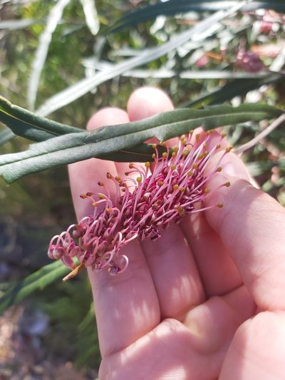 Grevillea longifolia, photographed by Tim