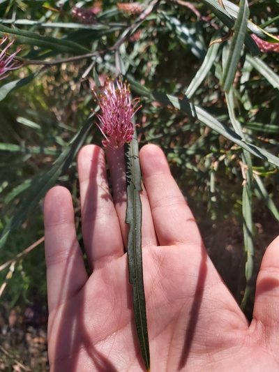 Grevillea longifolia, photographed by Tim