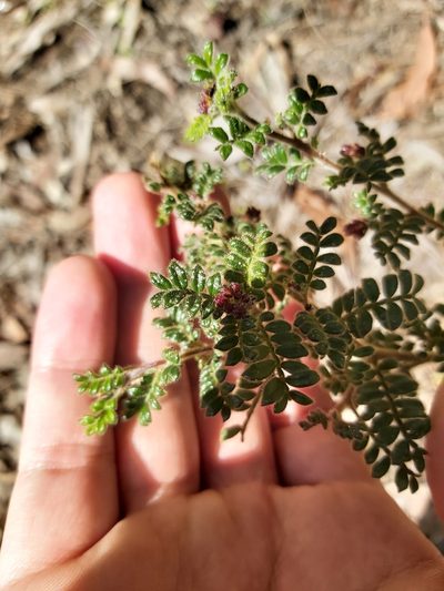 Dodonaea pinnata, photographed by Tim
