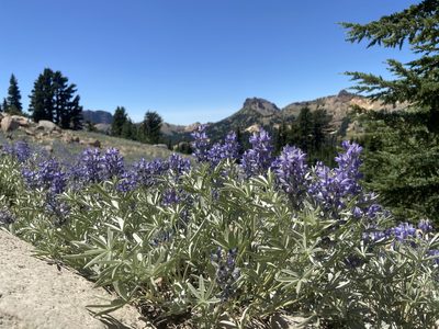 Lupinus obtusilobus, photographed by Brandon Wheeler