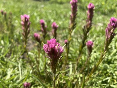 Castilleja lassenensis, photographed by Brandon Wheeler