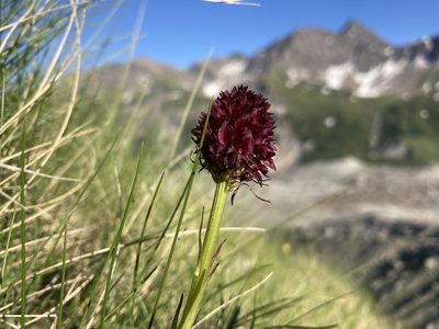 Gymnadenia rhellicani, photographed by Fabien Anthelme