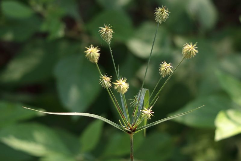 Cyperus plukenetii, photographed by Lauren McLaurin