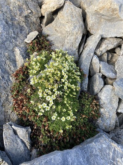 Saxifraga muscoides, photographed by Fabien Anthelme