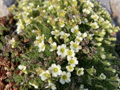 Saxifraga muscoides, photographed by Fabien Anthelme