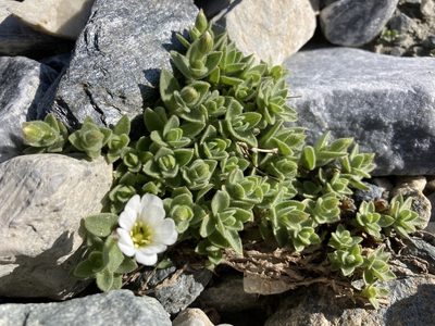 Cerastium latifolium, photographed by Fabien Anthelme