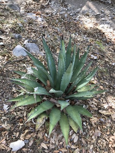Agave shrevei, photographed by CK2AZ