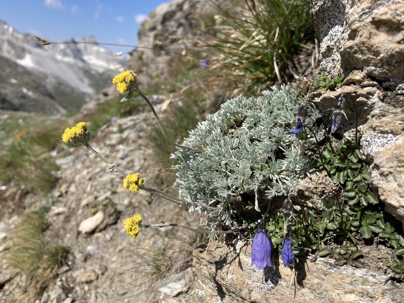 Artemisia glacialis, photographed by Fabien Anthelme