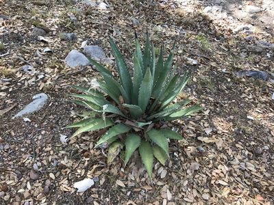 Agave shrevei, photographed by CK2AZ