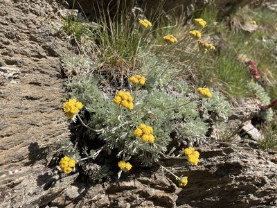 Artemisia glacialis, photographed by Fabien Anthelme