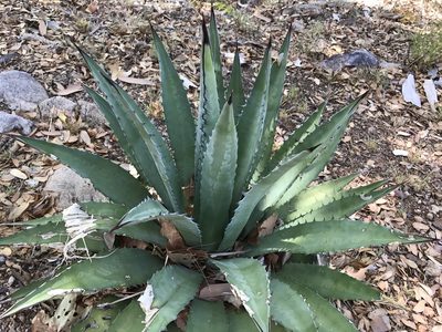 Agave shrevei, photographed by CK2AZ